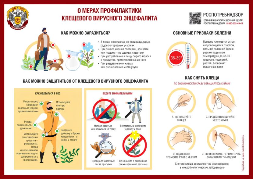 В чем опасность укуса клещом?